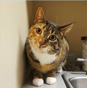 calico-cat-tilting-head Veterinarians in Clifton Park