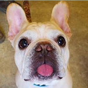 dog-sticking-out-tongue Animal Hospital in Clifton Park