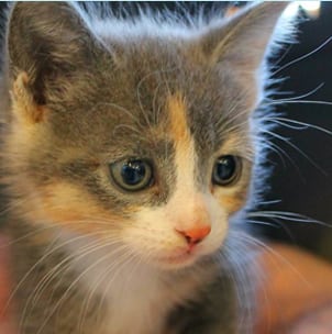 kitten Vets in Clifton Park