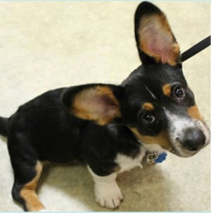 puppy Veterinarians in Clifton Park