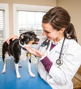 Pet Exams in Clifton Park