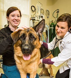spay-neuter-Clifton-Park