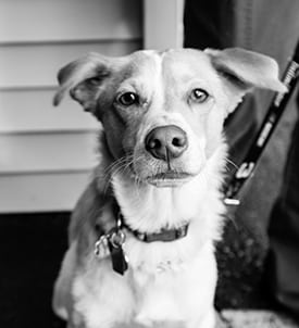 Pet Vaccinations in Clifton Park
