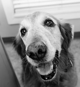 pet-allergies