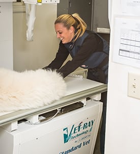 Pet Surgery in Clifton Park
