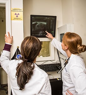 Pet X-Rays in Clifton Park