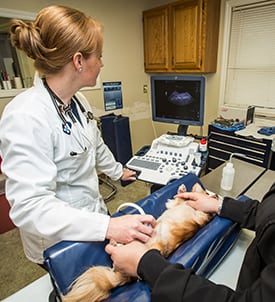 Animal Care Hopsital (22 of 152) Pet Ultrasound in Clifton Park
