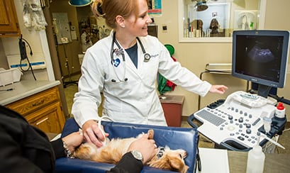 Animal Care Hopsital (23 of 152) pet-ultrasound