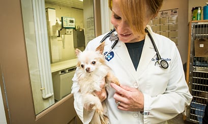 Pet Laser Therapy Clifton Park