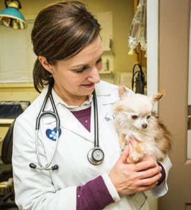 pet-surgery-Clifton-Park