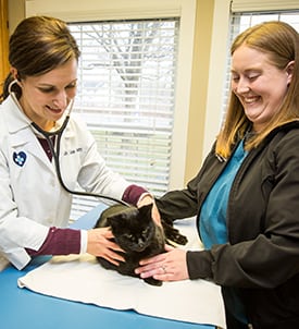 Spay and Neuter in Clifton Park