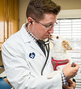 pet-dermatology