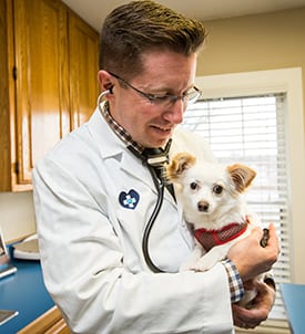 Pet-Vaccinations-Clifton-Park