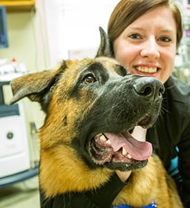 Pet Dental Care in Clifton Park