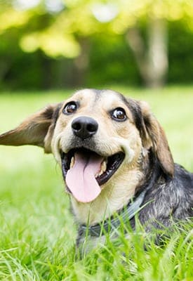 Playful funny dog in the park, sunny day