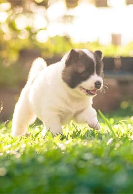 pet parasite prevention