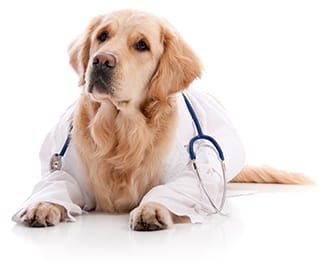 dogdoc dogdoc