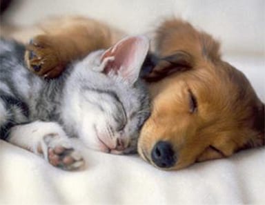 puppykitten how we give back