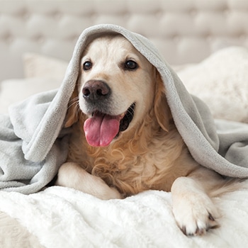 Happy smiling young golden retriever dog under light gray plaid. Pet warms under a blanket in cold winter weather. Pets friendly and care concept. Happy smiling young golden retriever dog under light gray plaid. Pet warms under a blanket in cold winter weather. Pets friendly and care concept.