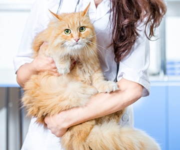 Fluffy red cat with green eyes looking at the camera. Woman veterinarian holding the red cat in her arms. Shooting in the veterinary clinic