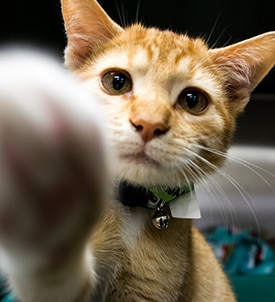cat-boarding