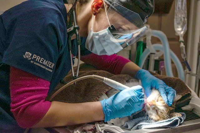 cat-dental-vet Cat and Dog Teeth Cleaning Services in Clifton Park, NY