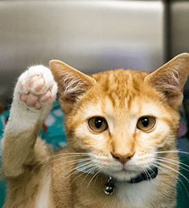 Pet Allergy Care in Clifton Park: Cat Scratching Ear
