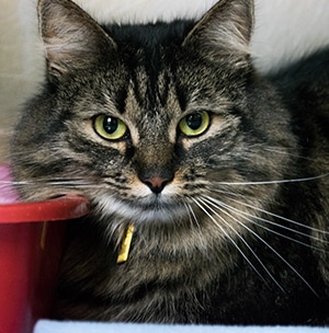 cat-home cat-home