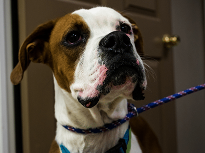 dog-emergency-care dog-emergency-care