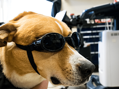 Dog Wearing Laser Therapy Goggles