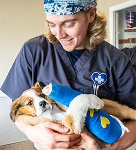 tech-holding-dog-with-cast
