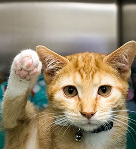 Cat and Dog Healthcare and Wellness Exams in Clifton Park, NY