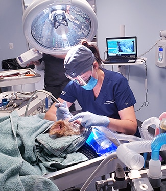 Cat and Dog Teeth Cleaning Services in Clifton Park, NY