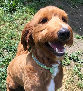 Dog Teeth Cleaning Services in Clifton Park, NY