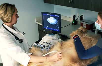 dog-ultrasound dog ultrasound