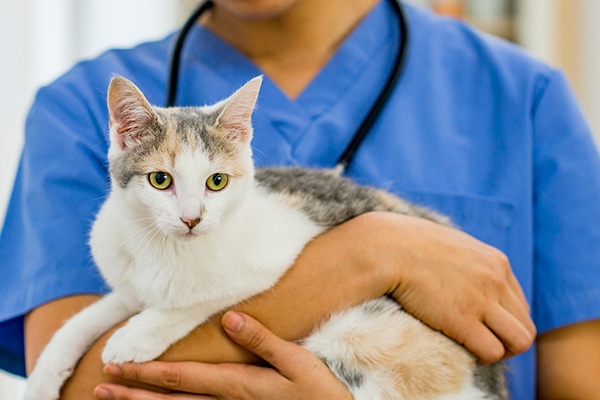 benefits of spaying and neutering
