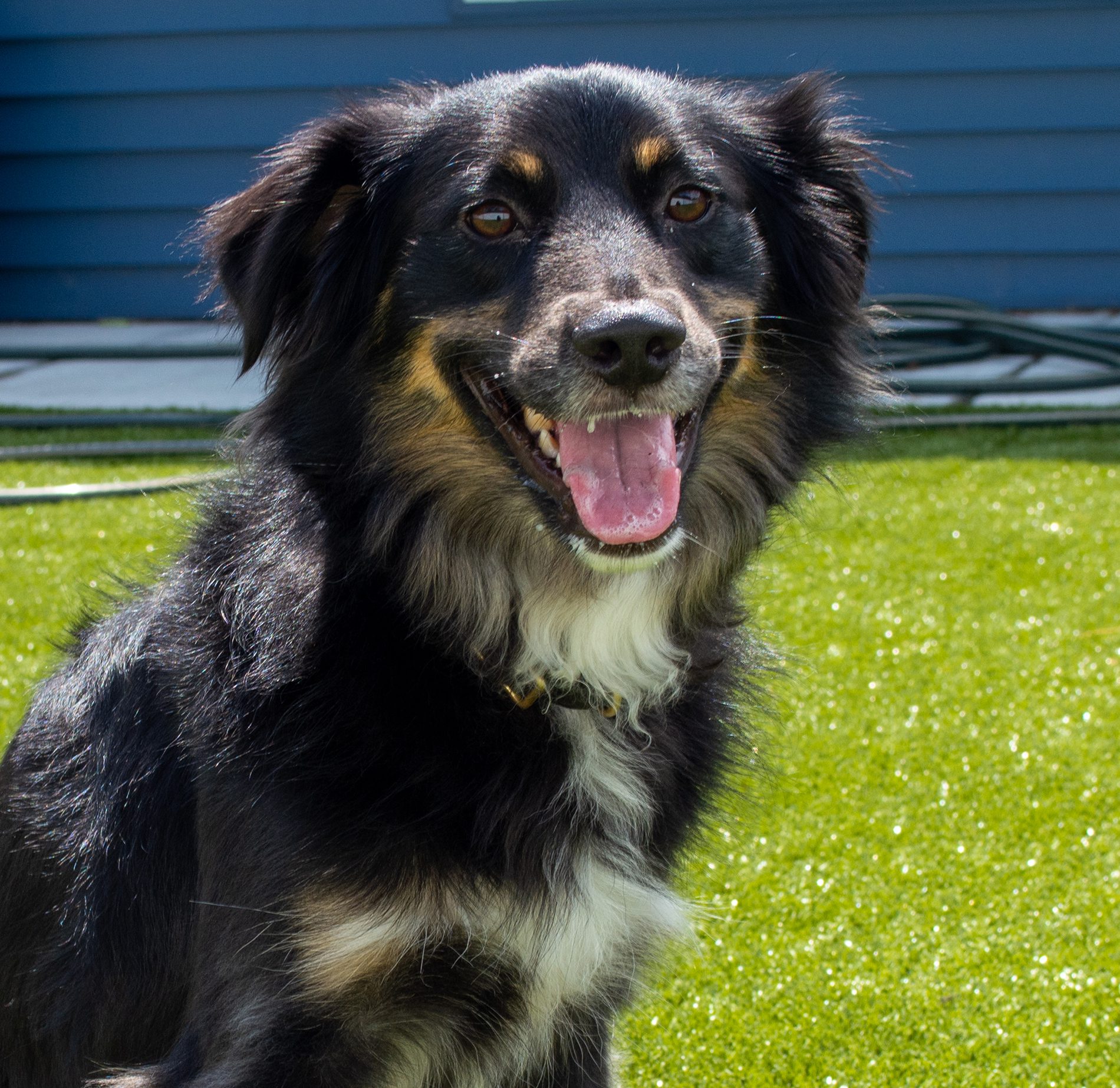 Cornerstone Veterinary Hospital of Clifton Park