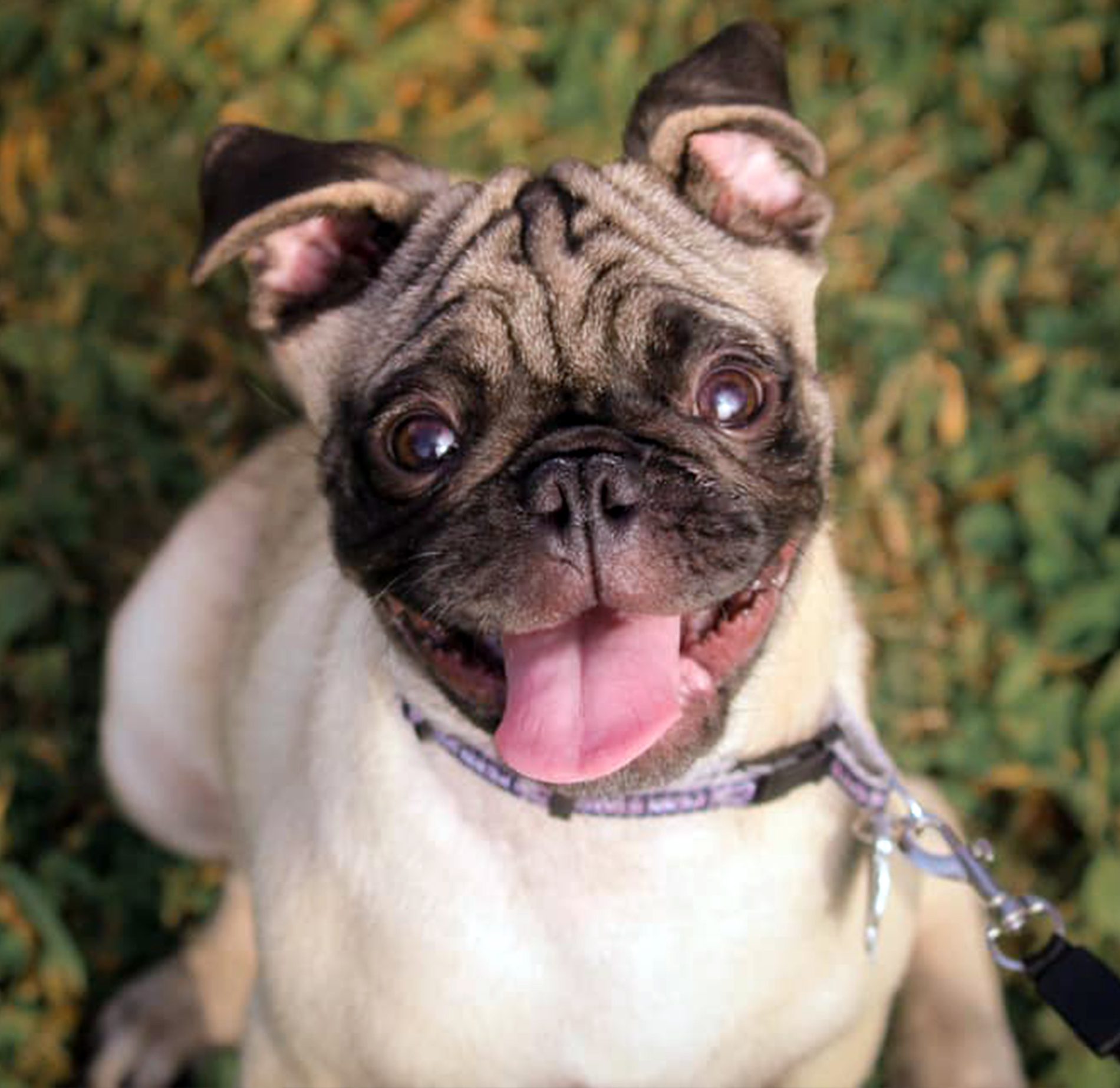 Cornerstone Veterinary Hospital of Clifton Park