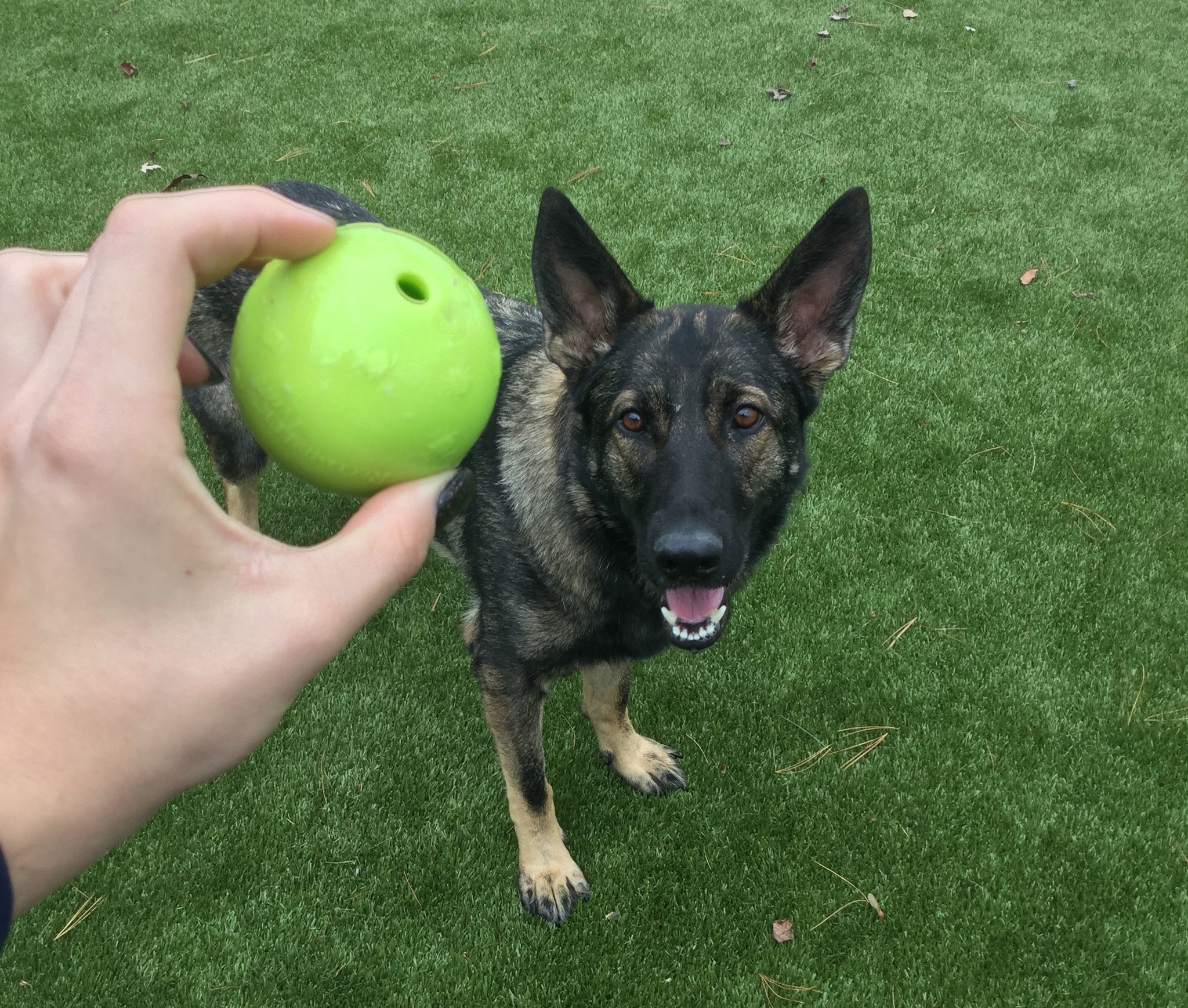german shepherd looking at ball