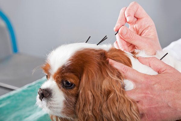 veterinary acupuncture in clifton park, NY