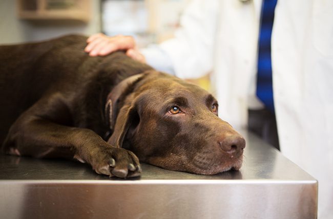 kidney failure in dogs in Clifton Park, NY