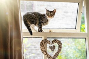 cat by open window