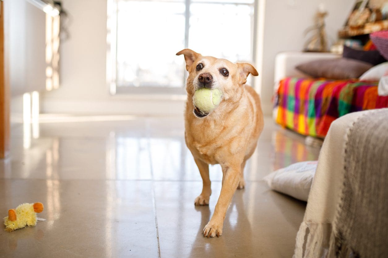My Dog Has Diarrhea But Is Acting Fine What Do I Do Cornerstone