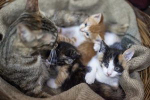 5 Reasons Why Cats Hiss & How To Stop The Behavior