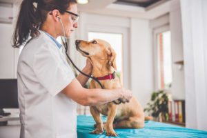 how to treat parvo in dogs
