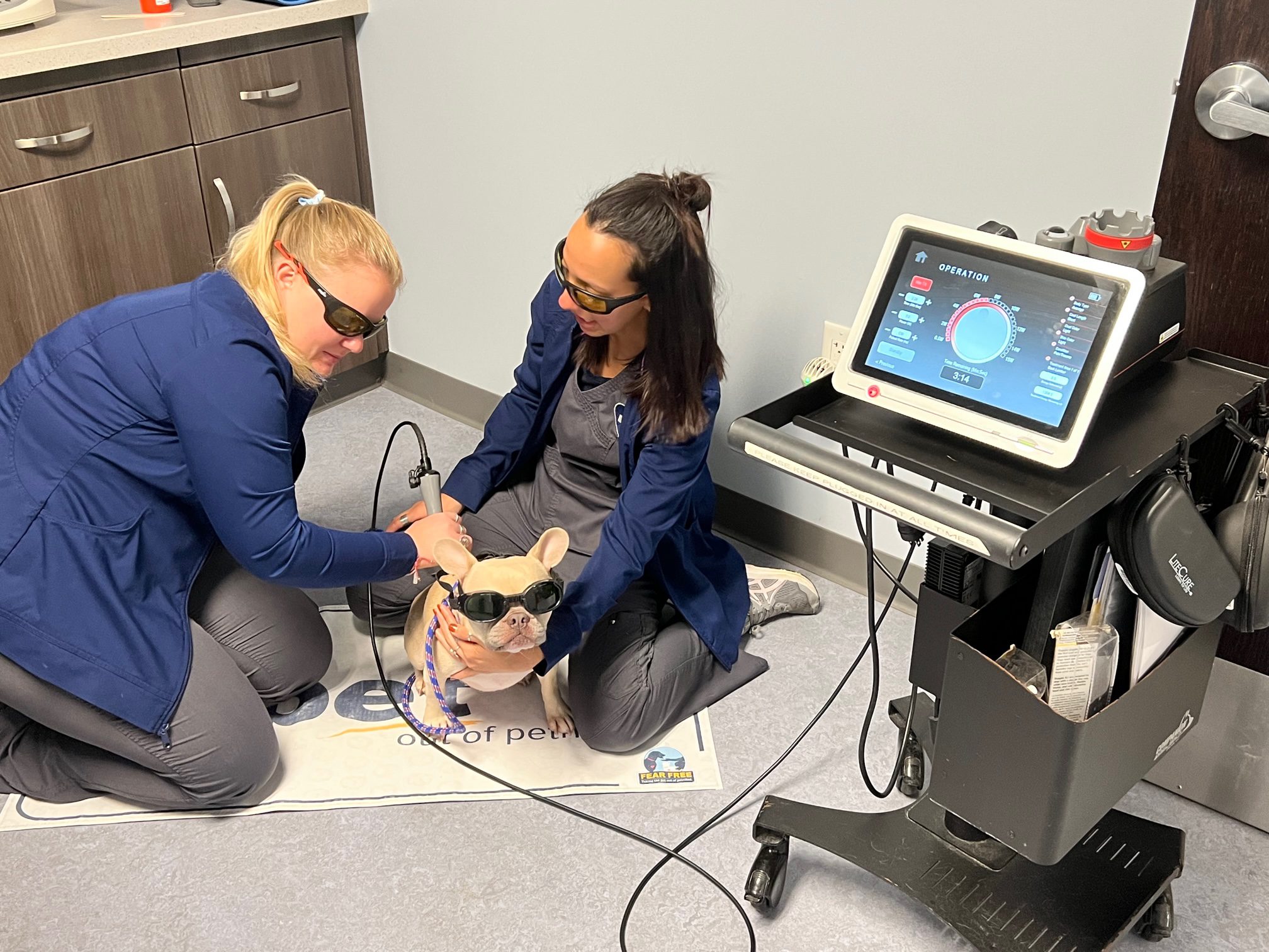 laser therapy french bulldog