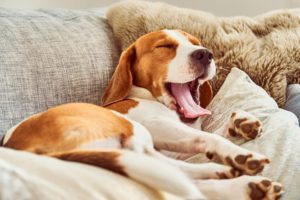 what are the symptoms of parvo in dogs