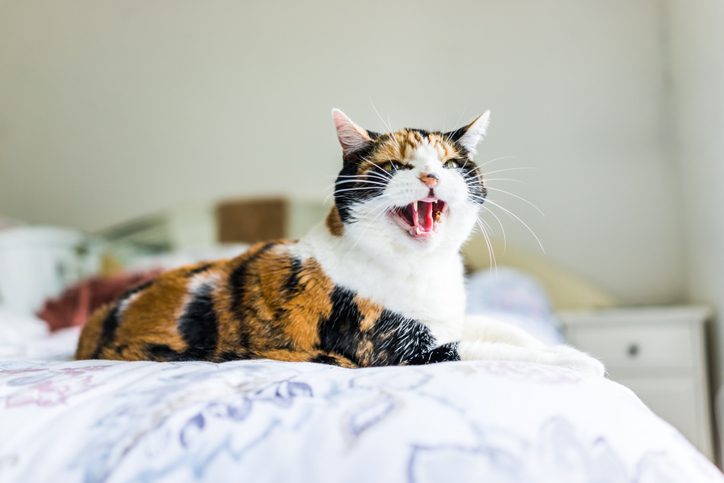 Why Do Cats Hiss? | Cornerstone Veterinary Hospital of Clifton Park