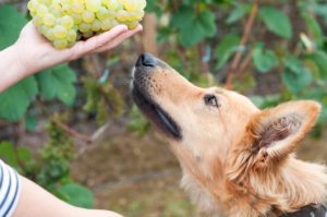 can dogs eat grapes clifton park ny