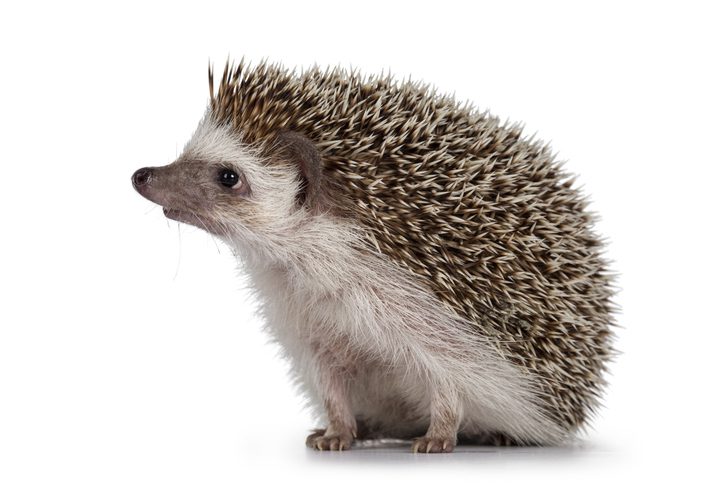 do hedgehogs make good pets